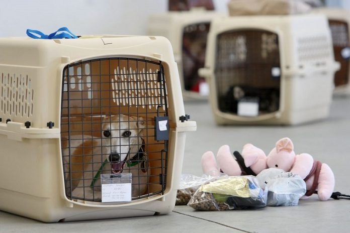 International Pet Shipping