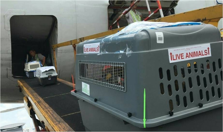 Pet Transport Operations