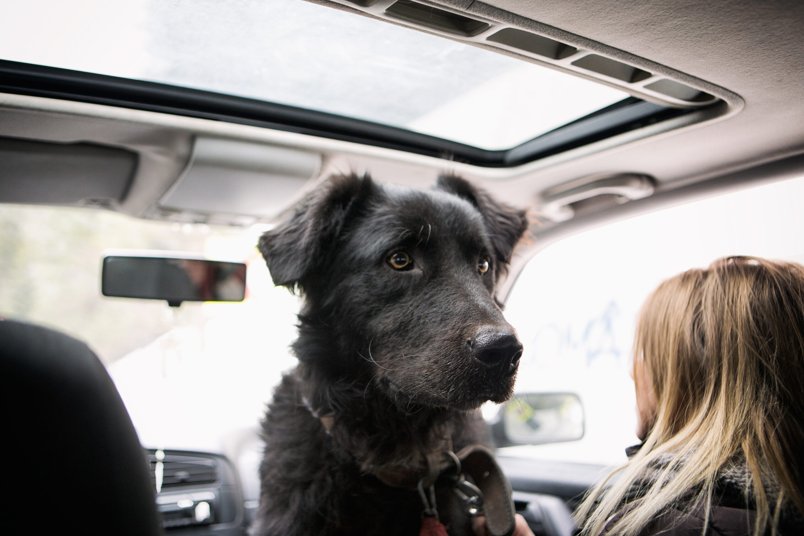 Domestic Pet Transport