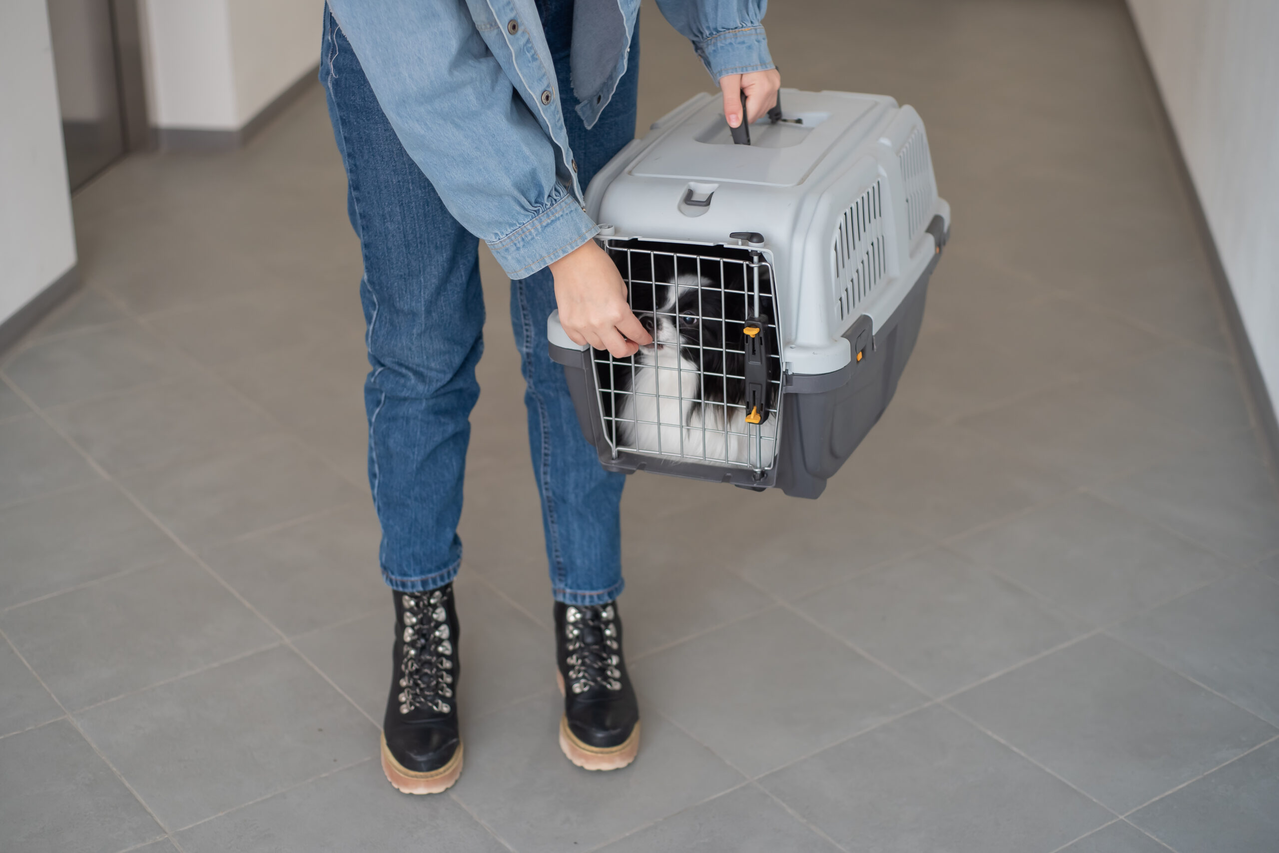 Pet Relocation South Africa